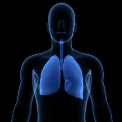 Human Respiratory System Lungs Anatomy