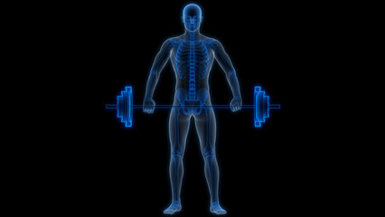 Human Skeleton System Bone Joints Anatomy