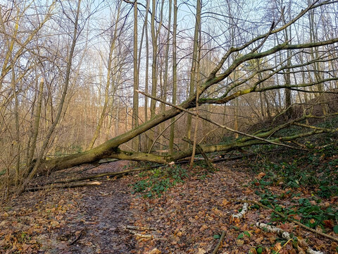  nach einem Sturm umgest&uuml;rzter abgebrochener Baum, der den Weg versperrt