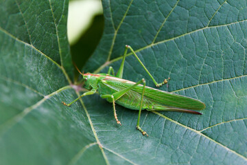 Fototapeta premium Great green cricket, Tettigonia viridissima, adult female or imago on green big leaf in summer