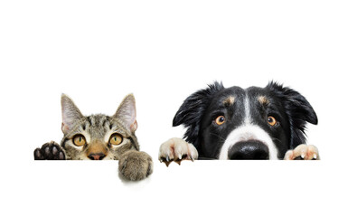 Funny pets banner. Cat and border collie dog hanging its paws over a white blank. Isolated on white...