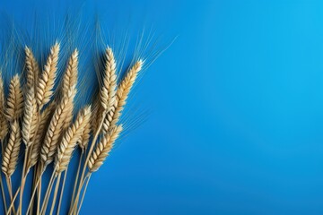 Ears of wheat on blue background