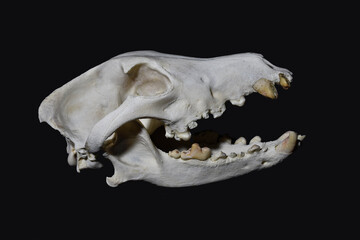 Caries dentium