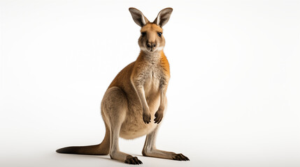 photograph kangaroo in white background
