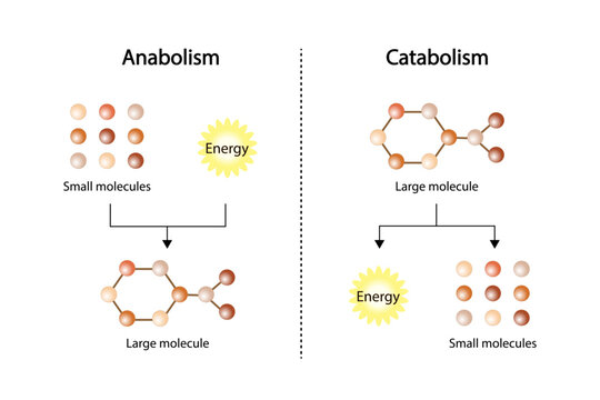 Anabolism, Catabolism. Anabolism is a process of building up complex macromolecules. Catabolism is process of breaking down complex macromolecules into small molecules. ATP energy. Vector design.