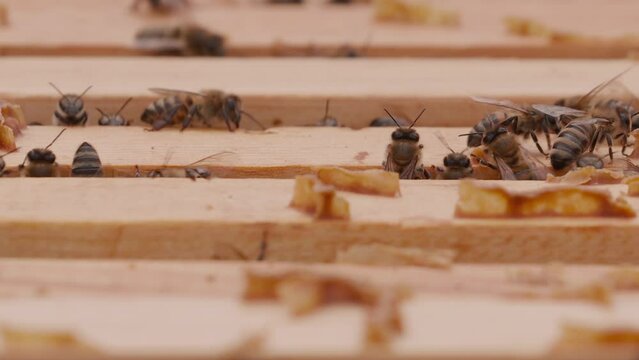 Close up view of the opened hive body showing the frames populated by honey bees. Bee mooving on top