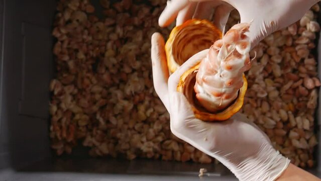 Hands of worker wearing gloves unwrap cacao pods to remove cocoa beans cutting a fresh cacao pod reveals cocoa white seed with fresh white cocoa seed in the tank.