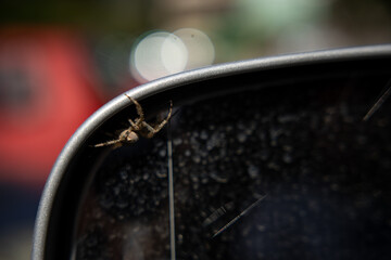 Spider on a rear car mirror. Interesting and beautiful animal creature spider in front of the mirror.