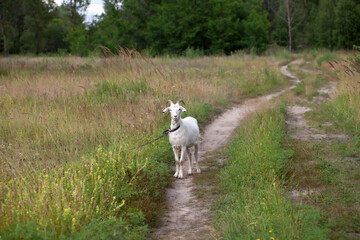 Goat on meadow