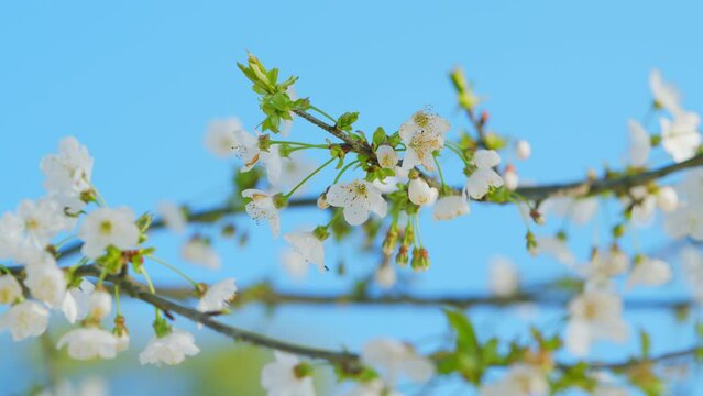 Flowering In Garden Prunus Avium Tree With White Little Blossoms. Sweet Cherry. Close up.