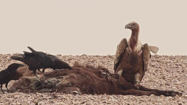 Eurasian griffon Vultures(Gyps fulvus) and Brown-necked raven(Corvus ruficollis) fiding on carcass in the Negev Desert