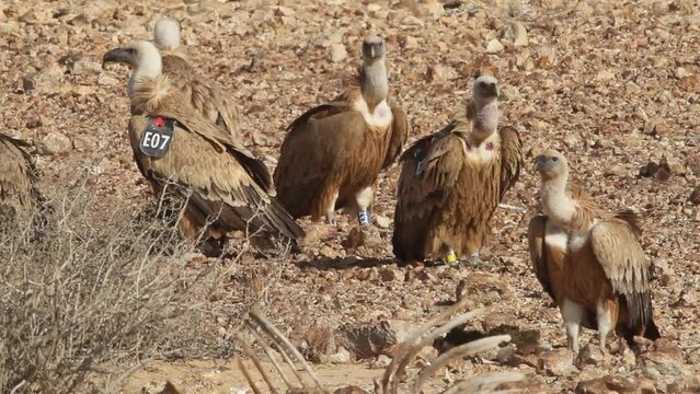 Eurasian griffon Vultures(Gyps fulvus) fiding on carcass in the Negev Desert
