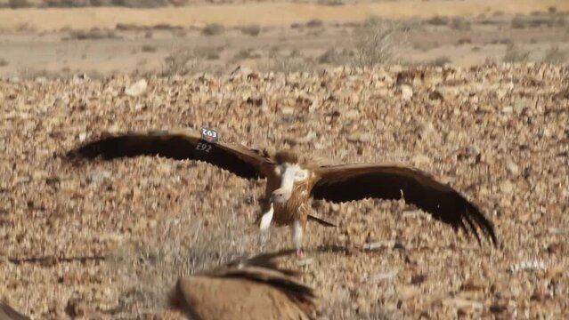 Eurasian griffon Vultures(Gyps fulvus) fiding on carcass in the Negev Desert