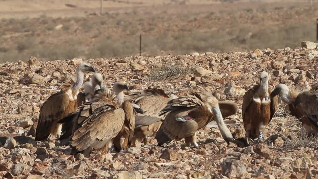 Eurasian griffon Vultures(Gyps fulvus) fighting on carcass in the Negev Desert