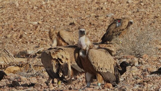Eurasian griffon Vultures(Gyps fulvus) and Brown-necked raven(Corvus ruficollis) fiding on carcass in the Negev Desert