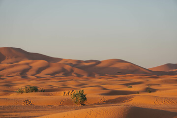 Fototapeta na wymiar sand dunes in the desert morocco with orange color view and arid vegetation
