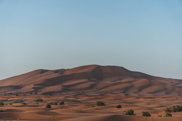 Fototapeta na wymiar big sand dunes in the desert morocco with orange color view and arid vegetation