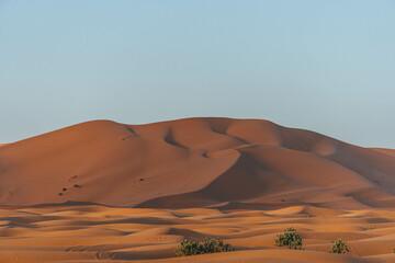 Fototapeta na wymiar big sand dunes in the desert morocco with orange color view and arid vegetation