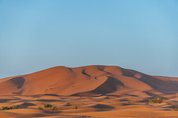 big sand dunes in the desert morocco with orange color view and arid vegetation