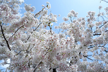Beautiful White Cherry blossom tree background. Japanese Cherry blossom flower background. 
