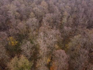 Aerial drone view of foggy autumn deciduous forest in the morning. Top view of leafless trees in the forest in the late fall season. Brown, green and yellow trees. Ecology and environment
