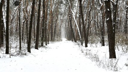 View to long trail with falling snow at winter woodland. Snow-covered branches of pine at wild forest. Beautiful nature landscape at background