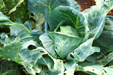 White cabbage growing in the garden, top view. A patch of cabbage overgrown with weeds, ready for...