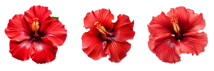 Red Hibiscus isolated on white background