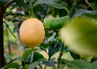 Detalhe de limão de tamanha médio no limoeiro. - obrazy, fototapety, plakaty