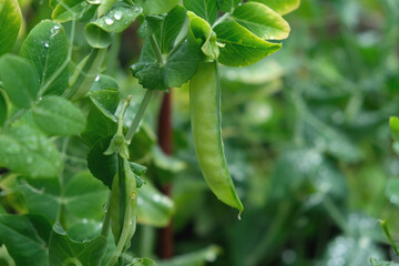 Green peas in the summer garden. Growing vegetables.