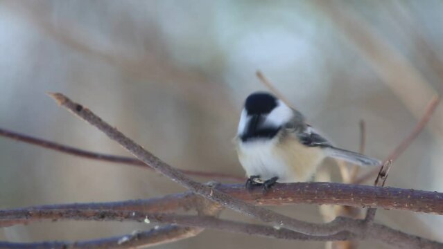 m&eacute;sange &agrave; t&ecirc;te noire sur une branche