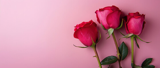 minimalistic roses advertising on the side of the image, top view, with pink background,  with empty copy space