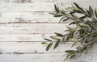 olive branches on a white wooden background