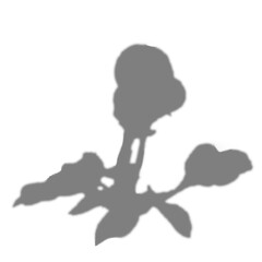 Flower on branch shadow overlay effect on white background. An apple buds flower PNG photo