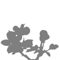Flower on branch shadow overlay effect on white background. An apple buds flower for overlay mockup