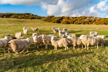 Obraz premium sheep wanting feeding Isle of Anglesey 