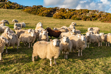 Obraz premium sheep wanting feeding Isle of Anglesey 