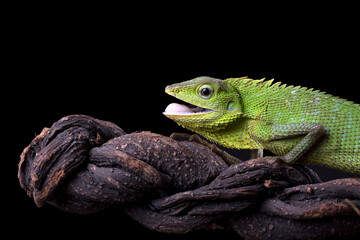 Maned Forest Lizard on a tree branch