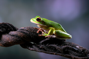 Dumpy tree frog on a tree branch