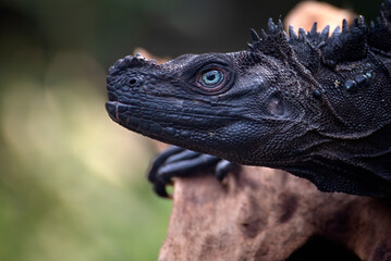 Close-up head of a Sulawesi sailfin lizard