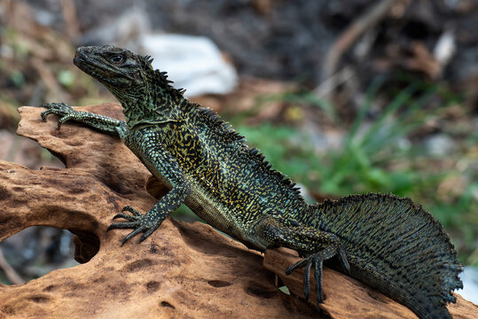 Hydrosaurus weberi on a tree branch