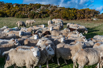 Fototapeta premium sheep wanting feeding Isle of Anglesey 