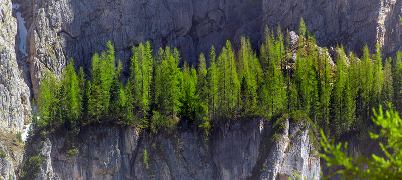 Lärchenwald an Felswand im Frühling, Gadental, Südtirol, Italien, Europa, Panorama 
