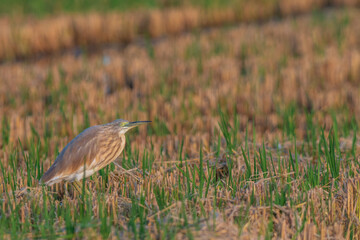 A squacco heron (Ardeola ralloides) in a rice field chasing its prey