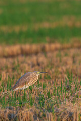 A squacco heron (Ardeola ralloides) in a rice field chasing its prey