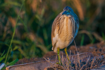 A squacco heron (Ardeola ralloides) in a rice field chasing its prey