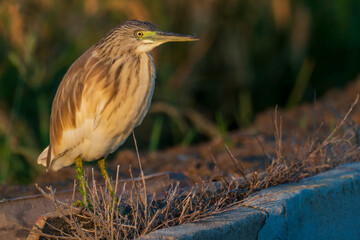 A squacco heron (Ardeola ralloides) in a rice field chasing its prey