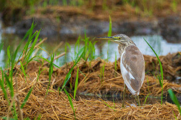A squacco heron (Ardeola ralloides) in a rice field chasing its prey