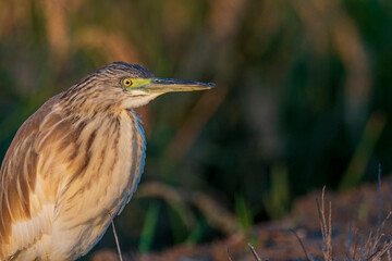 A squacco heron (Ardeola ralloides) in a rice field chasing its prey