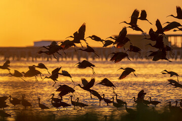 A group of glossy ibis (Plegadis falcinellus) taking off during the sunrise in the Ebro Delta